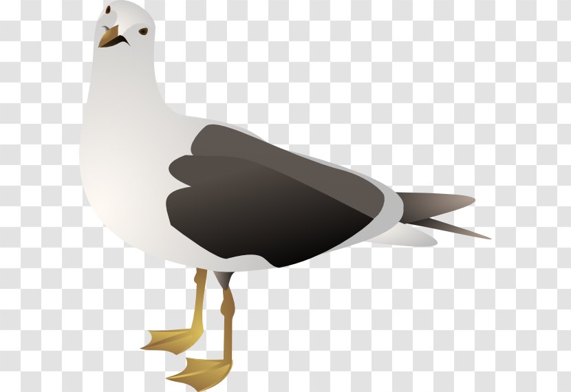 Gulls European Herring Gull Clip Art - Pattern Transparent PNG