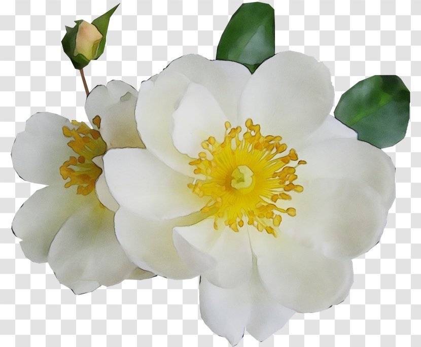 Flower Flowering Plant White Petal - Rose Family - Rosa Rubiginosa Transparent PNG