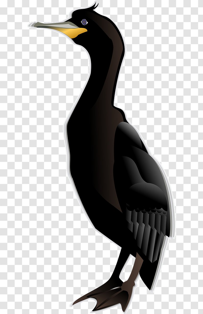 Cormorant Bird Clip Art - Scalable Vector Graphics - Hand-painted Duck Transparent PNG