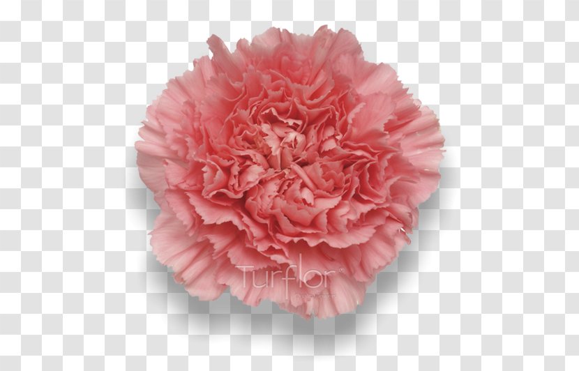 Pink Carnation Cut Flowers Rose Florists Supply Ltd. - Green - Burgundy Transparent PNG