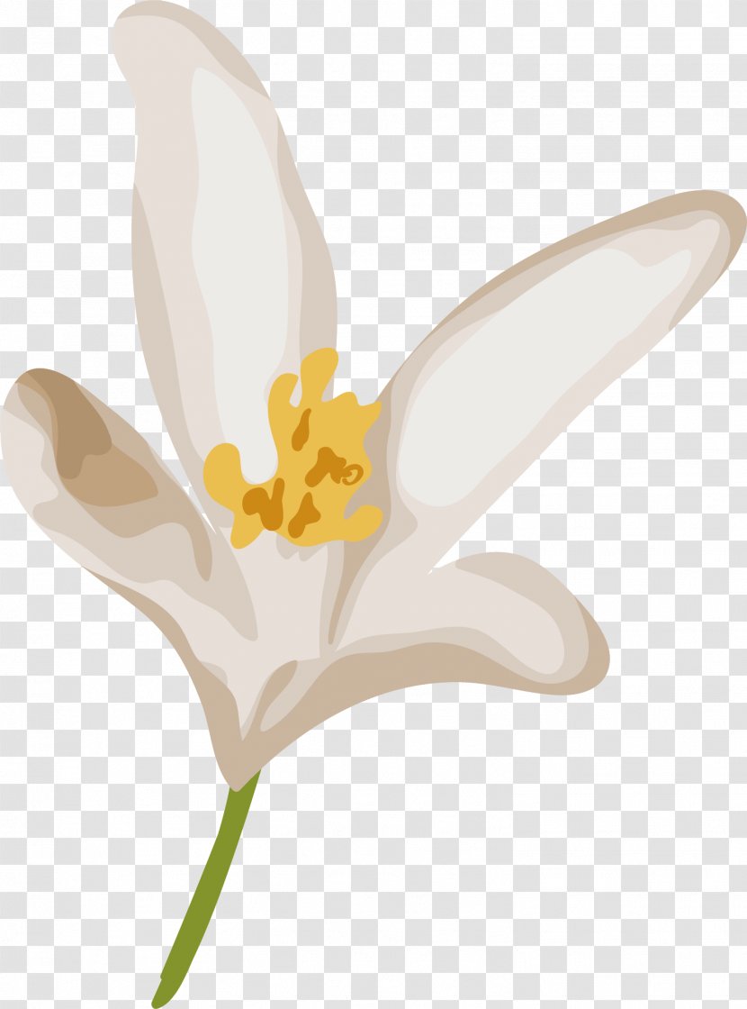 Tulip Narcissus Plant Stem - Wing - Delicate Flower Transparent PNG