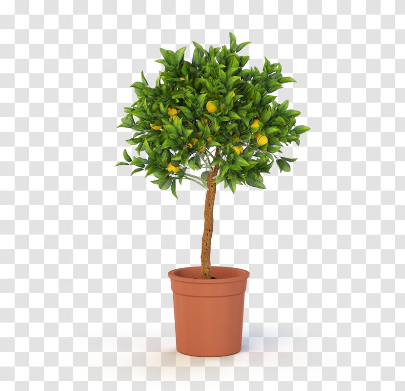 Topiary Tree Box Container Garden Weeping Fig - Lemon Transparent PNG