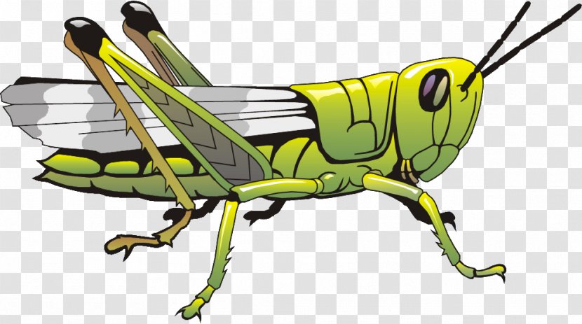 Insect Body Parts Worksheet Grasshopper Human - Entomophagy Transparent PNG