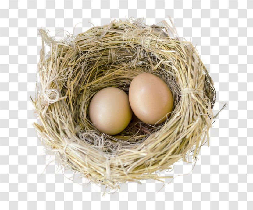 Bird Egg Nest - Image File Formats Transparent PNG