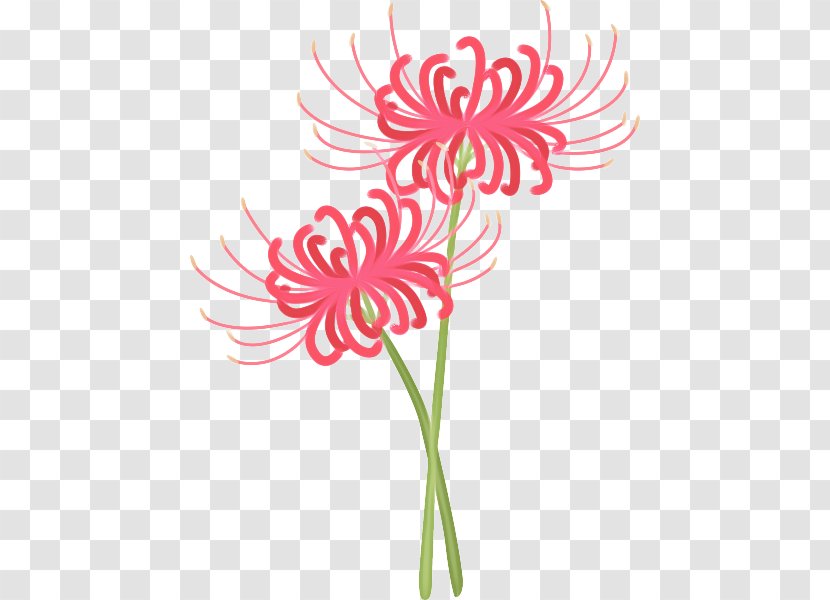 Pink Flower Cartoon - Chrysanthemum - Petal Gerbera Transparent PNG