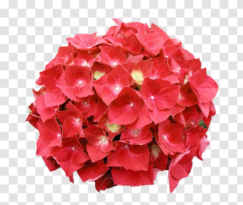 Panicled Hydrangea Oakleaf Cut Flowers Red - Schloss Wackerbarth Transparent PNG