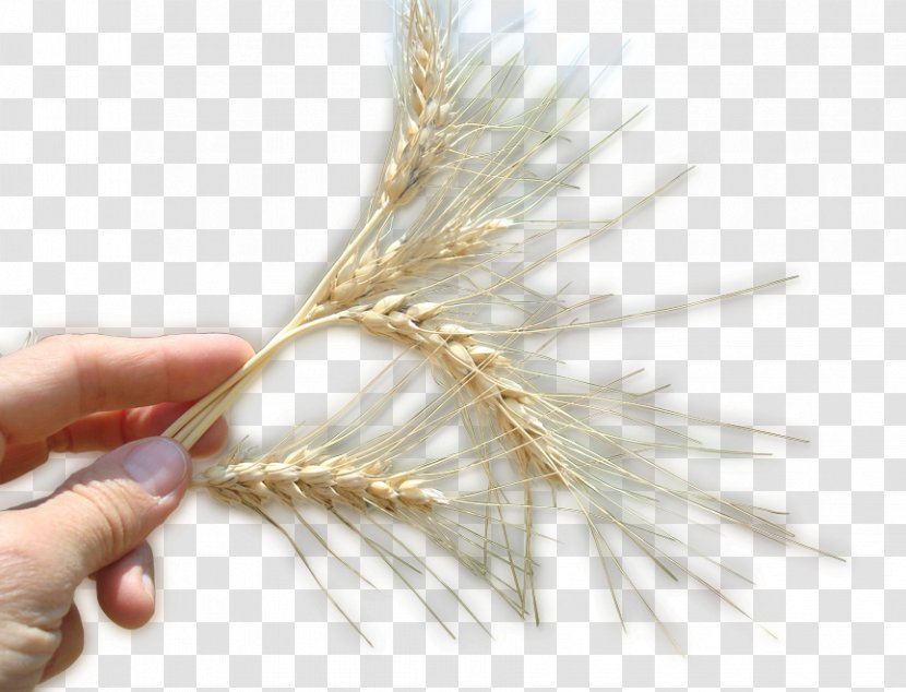 Wheat Grasses AuStar Latinoamérica Plants Maize - Turgor Pressure Transparent PNG