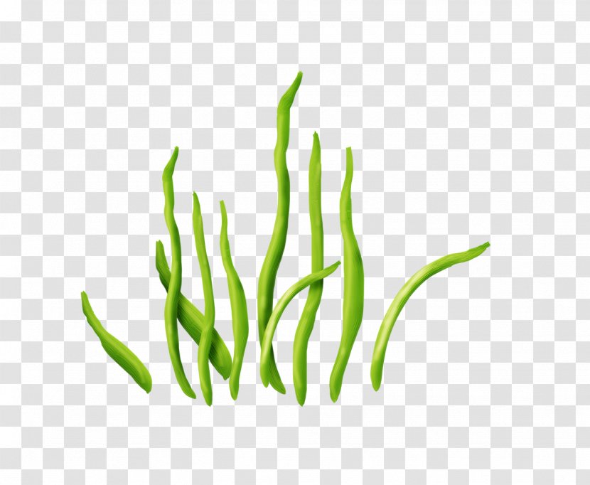 Seaweed Aquatic Plants Clip Art - Grass Family Transparent PNG