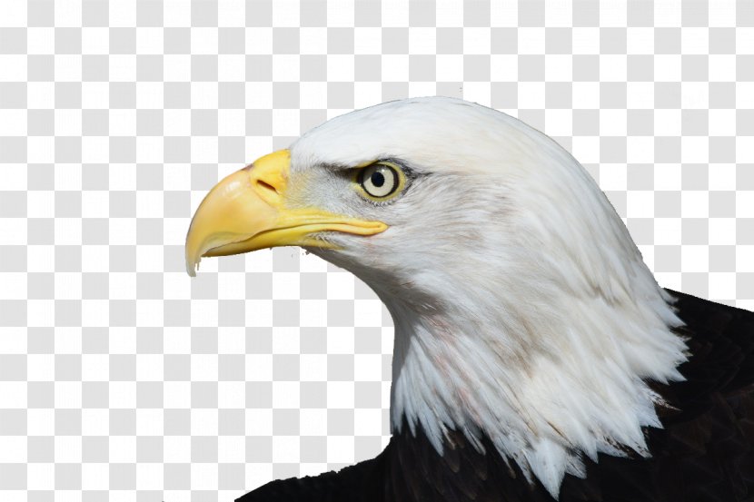 Bald Eagle Bird Of Prey White-tailed - Hawk - Flying Transparent PNG