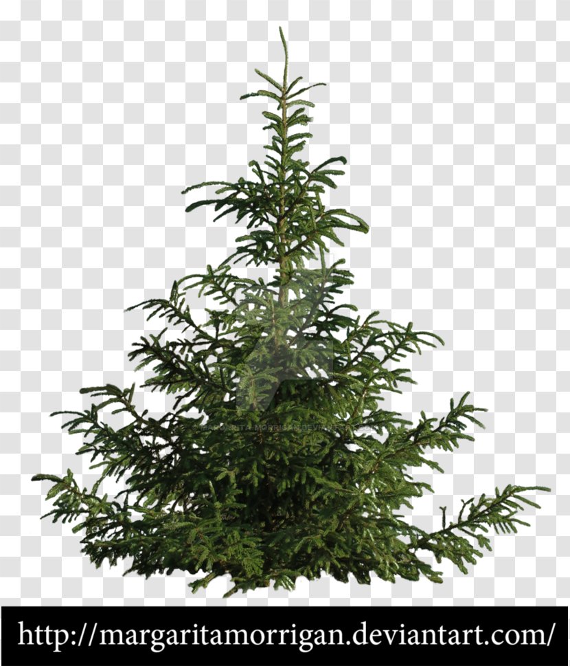 Populus Nigra Rishikesh Tree Taxi Pine - Hemp - Fir-tree Transparent PNG