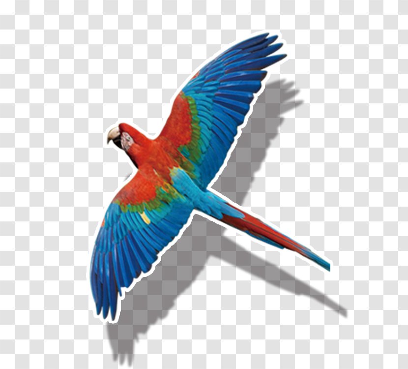 Parrot Bird - Wing Transparent PNG