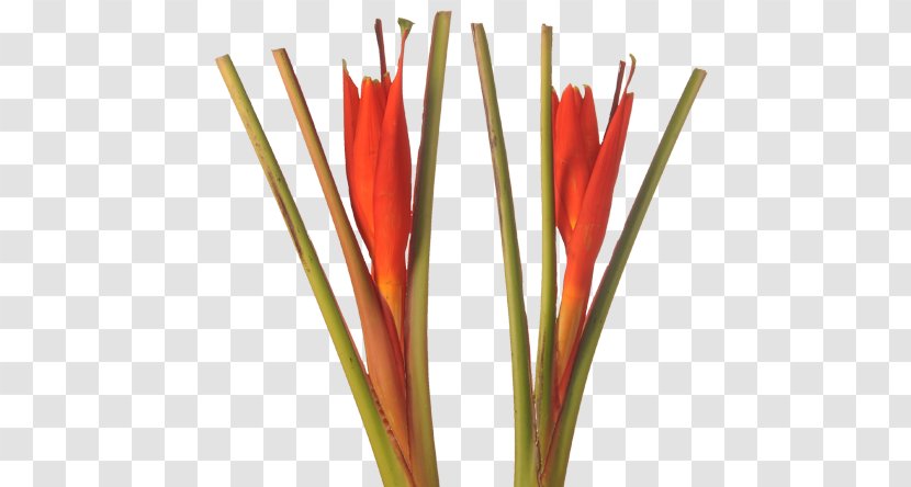 Plant Stem Heliconia Chartacea Bird Of Paradise Flower Bihai - Herbaceous - Strelitzia Reginae Transparent PNG