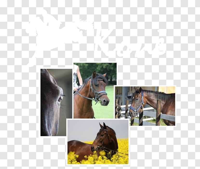 Valeč Castle Halter Foal Mustang Stallion - Fauna - Zaginiony Swiat Koni Transparent PNG