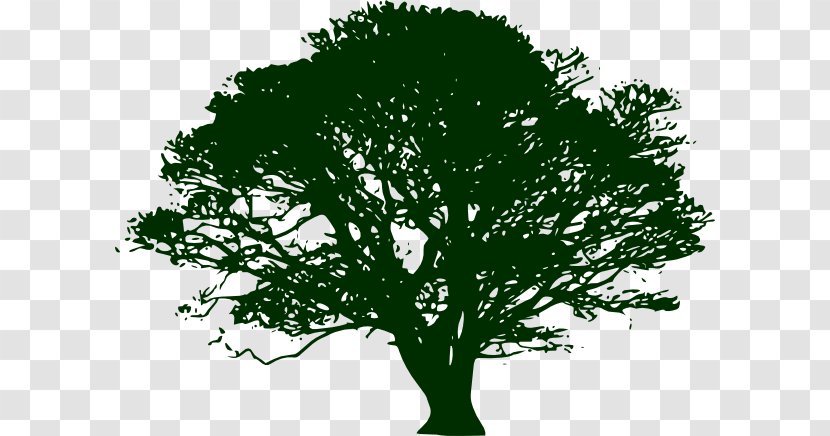 Tree Silhouette Swamp Spanish Oak Clip Art - Narratree Transparent PNG