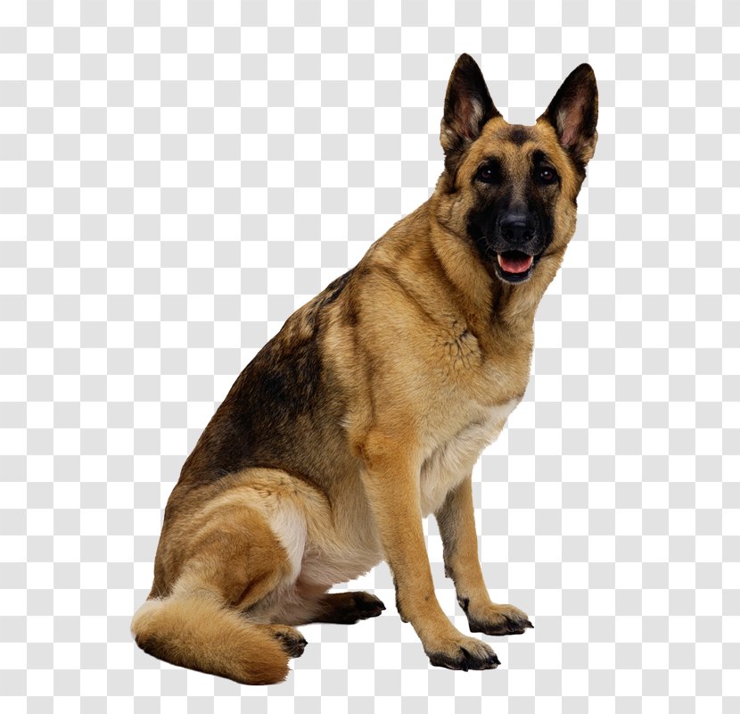 German Shepherd Clip Art - Old Dog - Image, Picture, Download, Dogs Transparent PNG