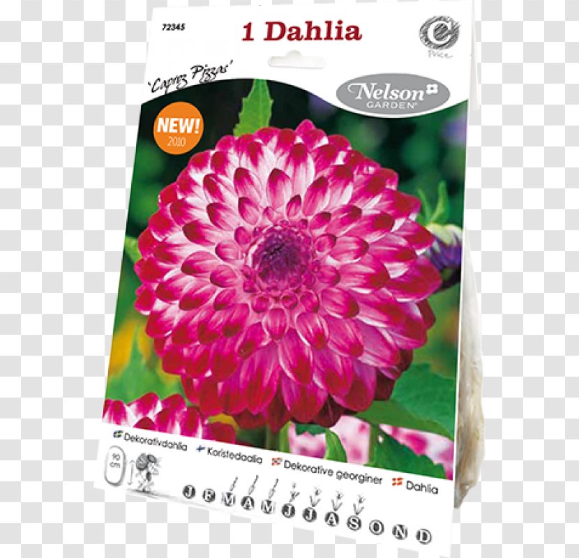 Dahlia Magenta Chrysanthemum - Pinnata Transparent PNG