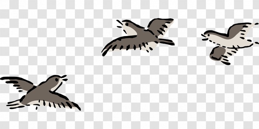 Bird Clip Art Flight Openclipart Drawing - Parrot Transparent PNG