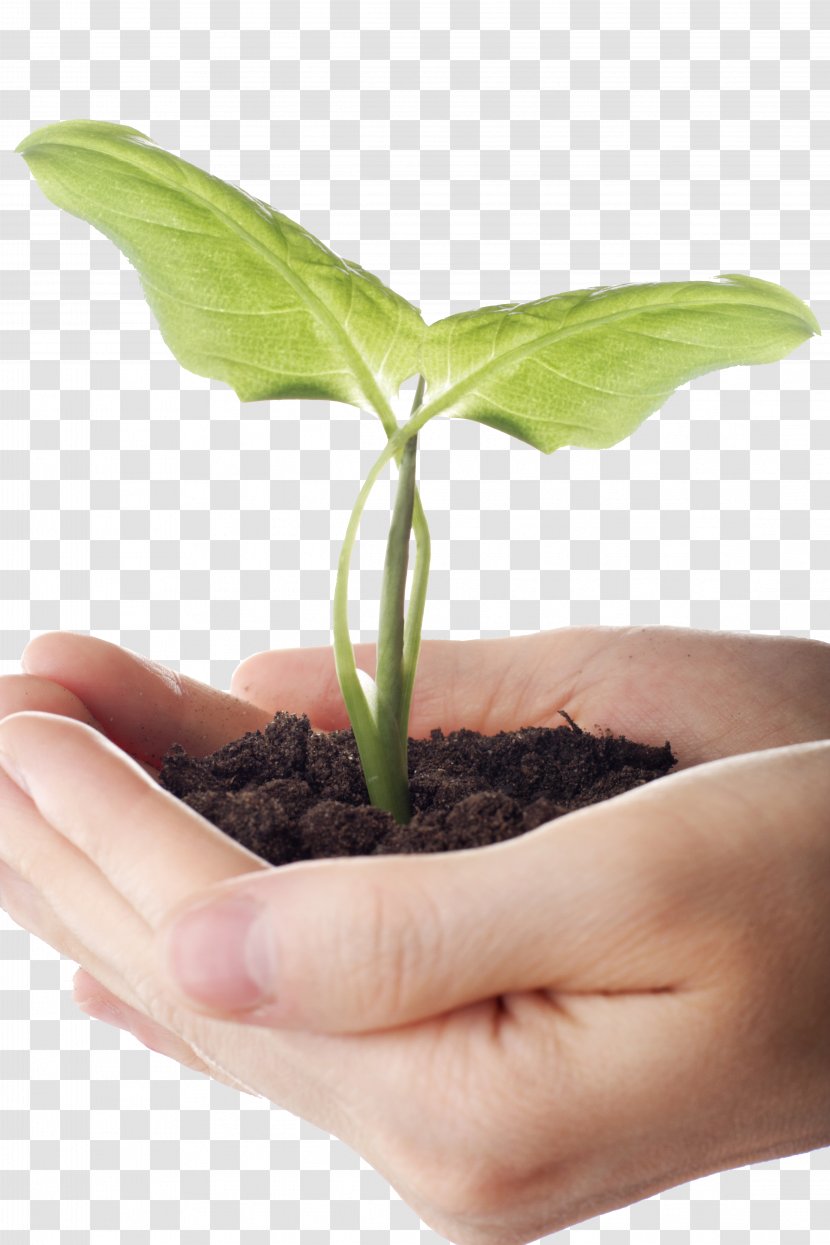 Seedling Stock.xchng - Stockxchng - Holding Plant Transparent PNG