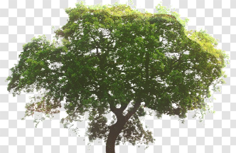 Hardwood Tree White Oak Wood Flooring - Leaf Transparent PNG