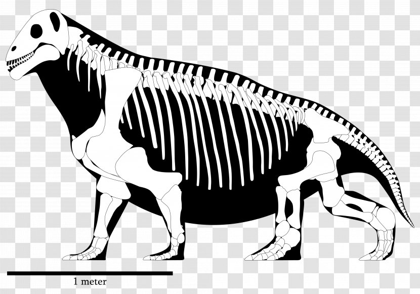 Moschops Tyrannosaurus Permian Ulemosaurus Skeleton - Mammal Transparent PNG