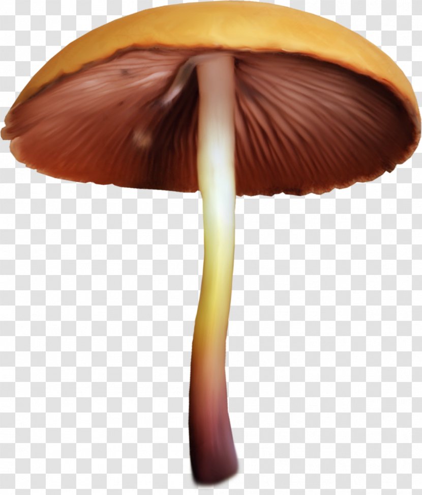 Edible Mushroom Fungus Aspen Clip Art - Mushrooms Transparent PNG