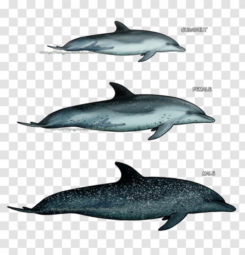 Spinner Dolphin Striped Short-beaked Common Wholphin Bottlenose - Fauna Transparent PNG