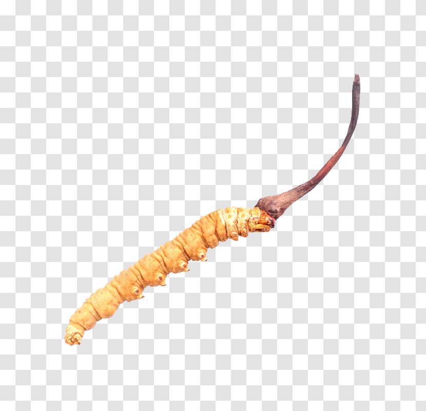 Chinese Medicine Cordyceps Sinensis - Worm - Invertebrate Transparent PNG