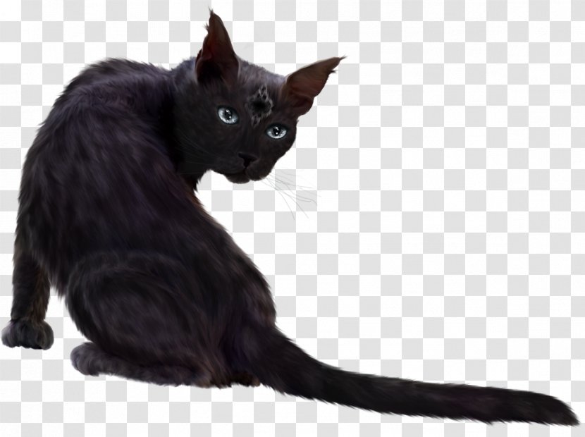 Black Cat Kitten Devon Rex Havana Brown German Transparent PNG