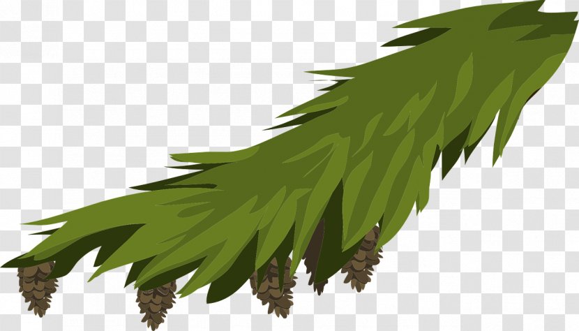 Branch Leaf Evergreen Fir Pine Transparent PNG