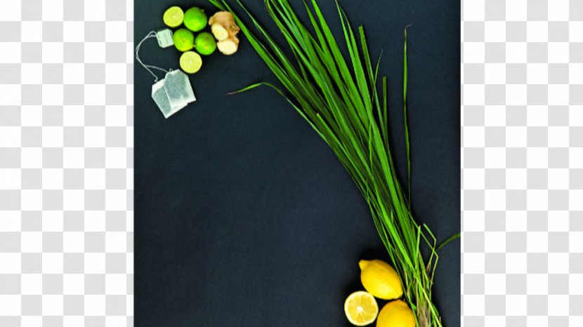 Cymbopogon Citratus Aloysia Citrodora Fines Herbes Pianta Aromatica - Lemon Transparent PNG