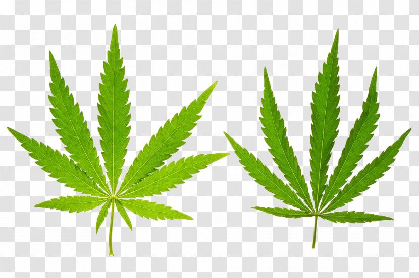 Cannabis Stock Photography Leaf Hemp - Family - Two Leaves Transparent PNG