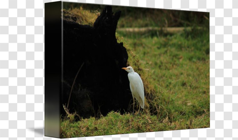 Goat Wildlife Pasture Livestock - Cattle Egret Transparent PNG