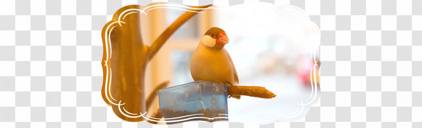 Cafe Bird-cage Cockatiel Bird Cage - Nara Prefecture - Birdcages And Birds Transparent PNG
