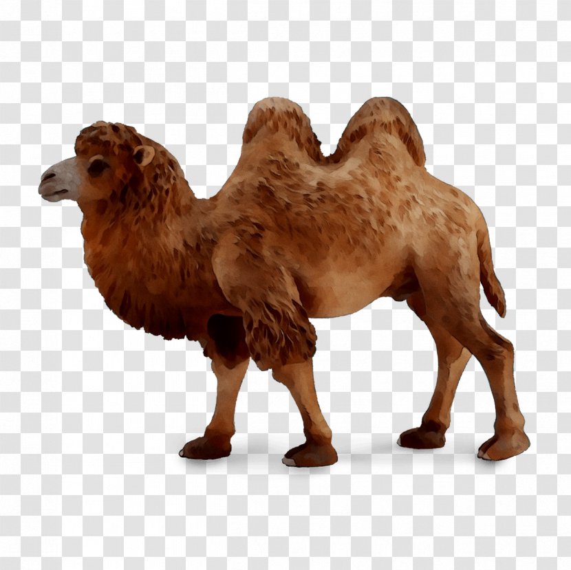 Dromedary Moscow CollectA Bactrian Camel Babadu - Figurine Transparent PNG