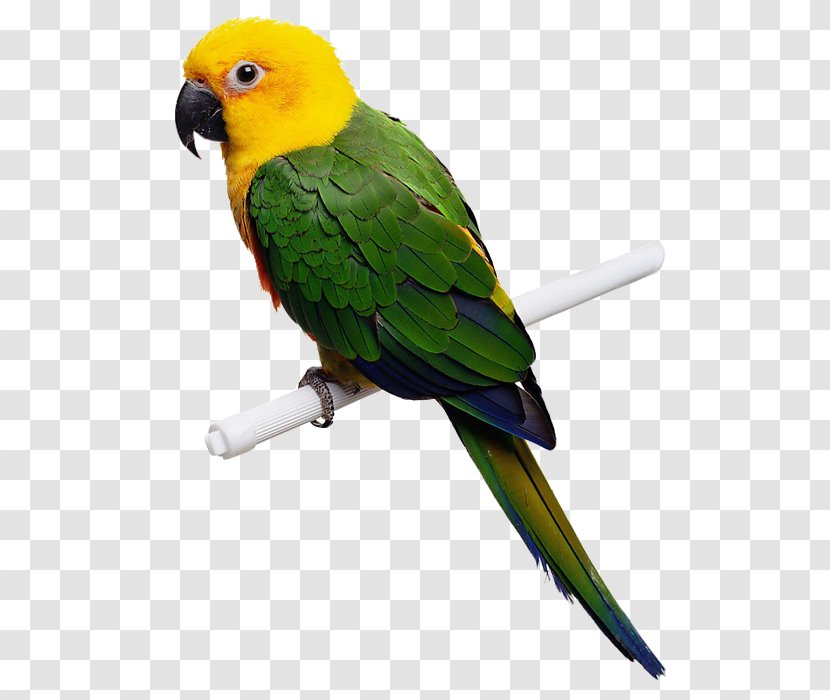 Parrot Bird Budgerigar Cockatiel - Macaw - Pictures Transparent PNG