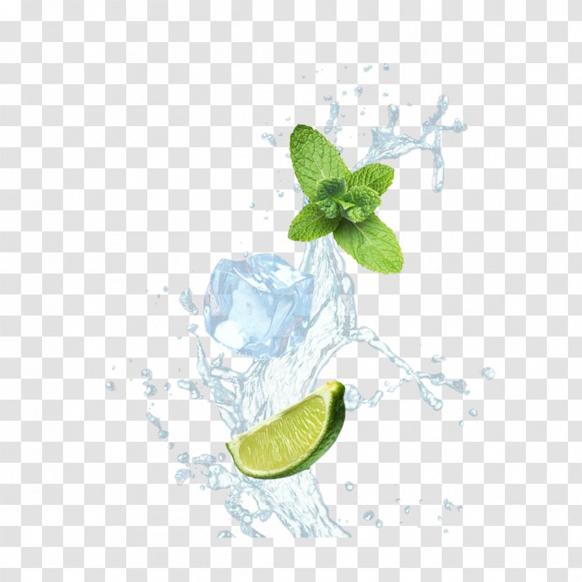 Mojito Lemon Ice Cube Mint - Citrus Transparent PNG