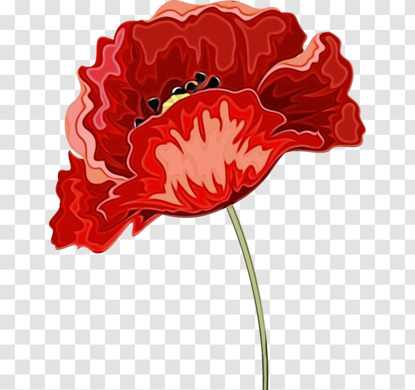 Red Flower Plant Carnation Cut Flowers - Petal - Coquelicot Transparent PNG