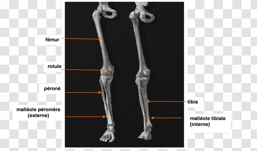 Elbow Calf Human Anatomy Tibia - Cartoon - Thymus Transparent PNG