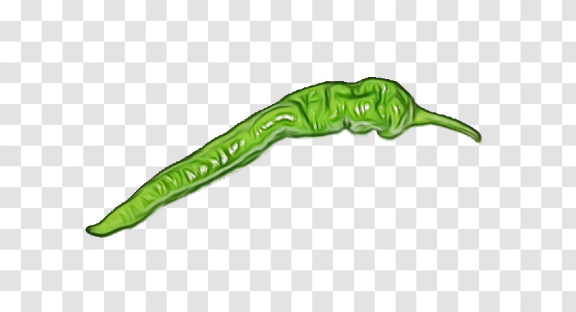 Serrano Pepper Pasilla Reptiles Vegetable Cayenne Pepper Transparent PNG