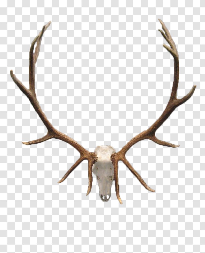White-tailed Deer Elk Antler Skull - Horn - Head Transparent PNG