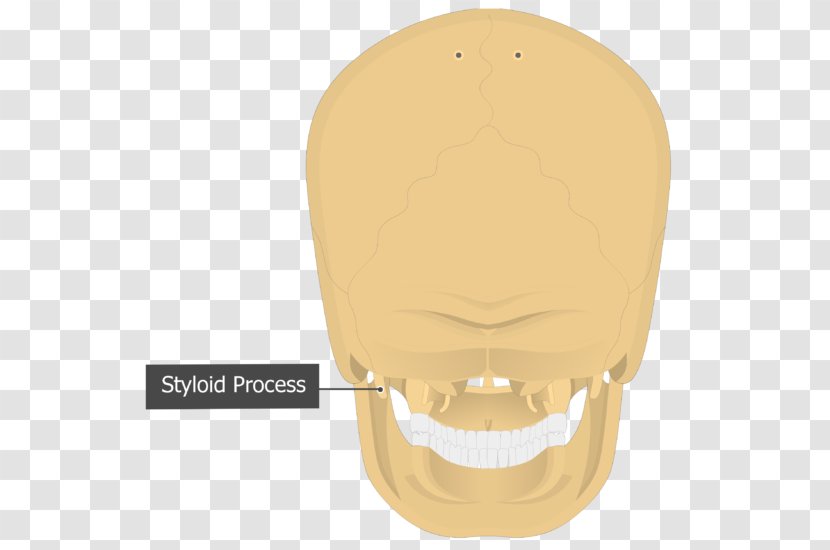 Mastoid Part Of The Temporal Bone Process Skull Occipital - Cervical Vertebrae Transparent PNG