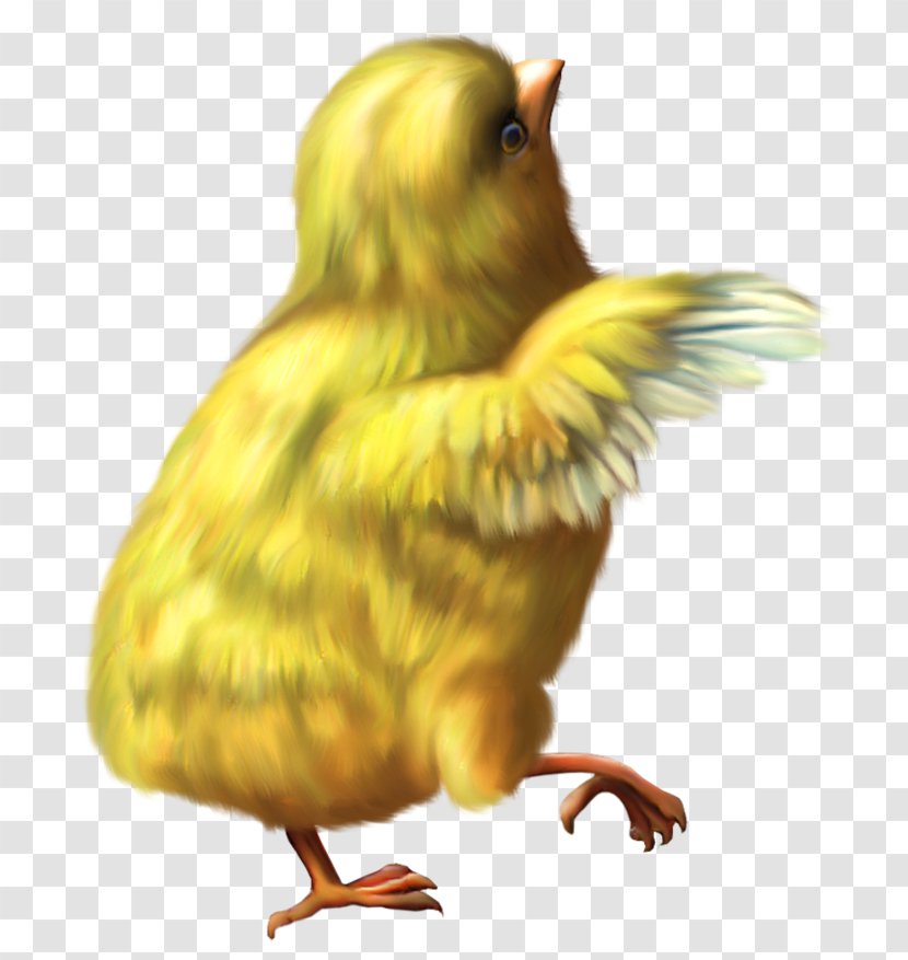 Y'all Morning Southern American English Contraction Pronoun - Water Bird - Easter Deco Chicken PNG Clipart Picture Transparent PNG