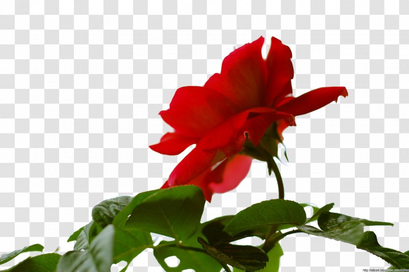 Garden Roses Petal Herbaceous Plant - Flower - Rose Transparent PNG