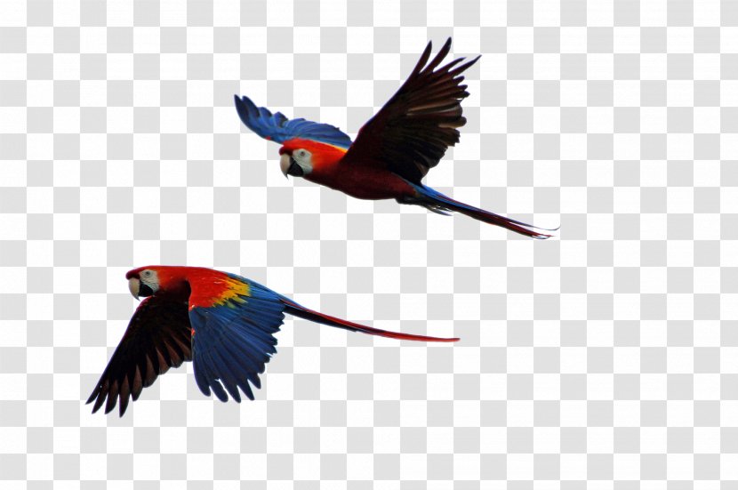 Parrot Bird Scarlet Macaw Budgerigar - Beak - Parrots Transparent PNG