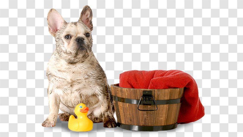 Dog Breed French Bulldog Dachshund Puppy - Breeds - We Are Waiting For You Transparent PNG