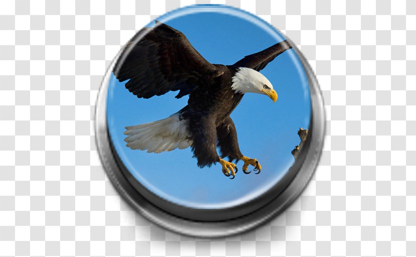 Bald Eagle Bird Desktop Wallpaper 1080p - Beak Transparent PNG