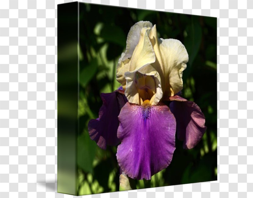 Orris Root Iris - Flower - Watercolor Transparent PNG