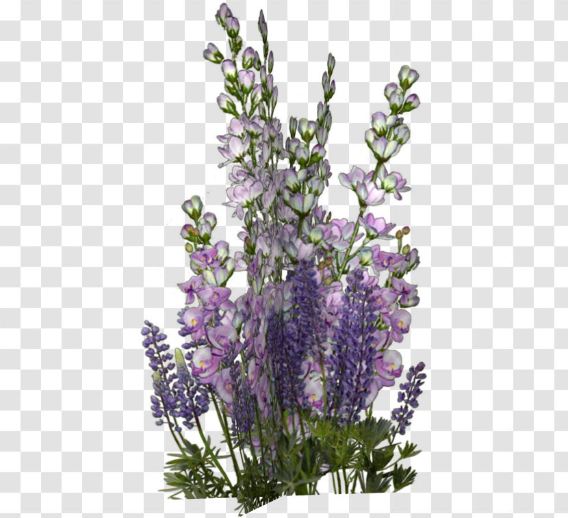 Flower English Lavender Floral Design Clip Art - Plant Transparent PNG