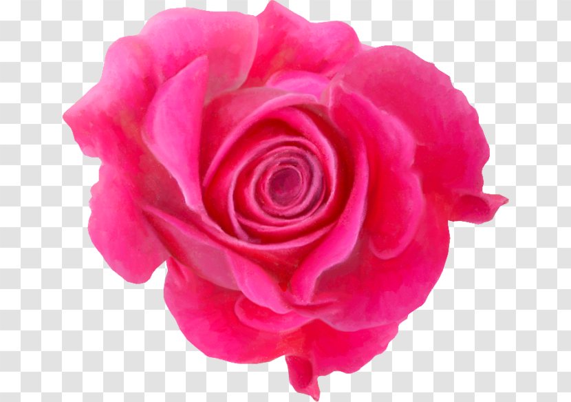 Garden Roses Clip Art - Petal - Gratis Transparent PNG