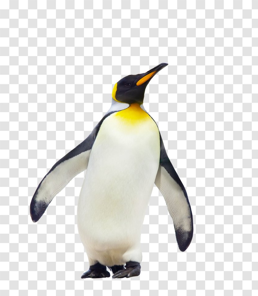 CfE Higher Geography Course Notes Penguin Antarctica Royalty-free - Beak Transparent PNG